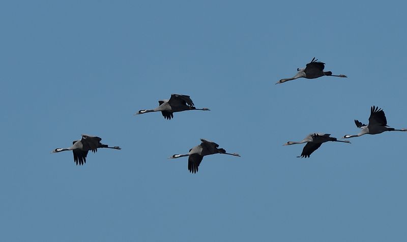 Crane - Common
