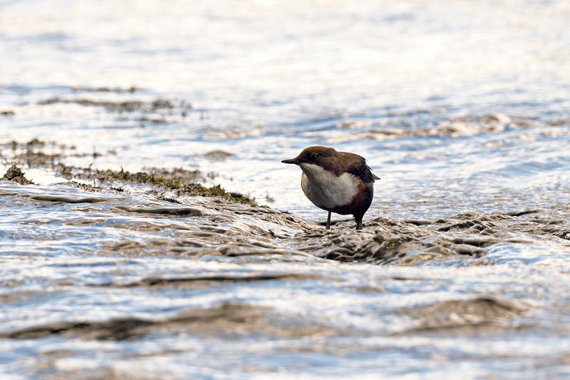 Dipper