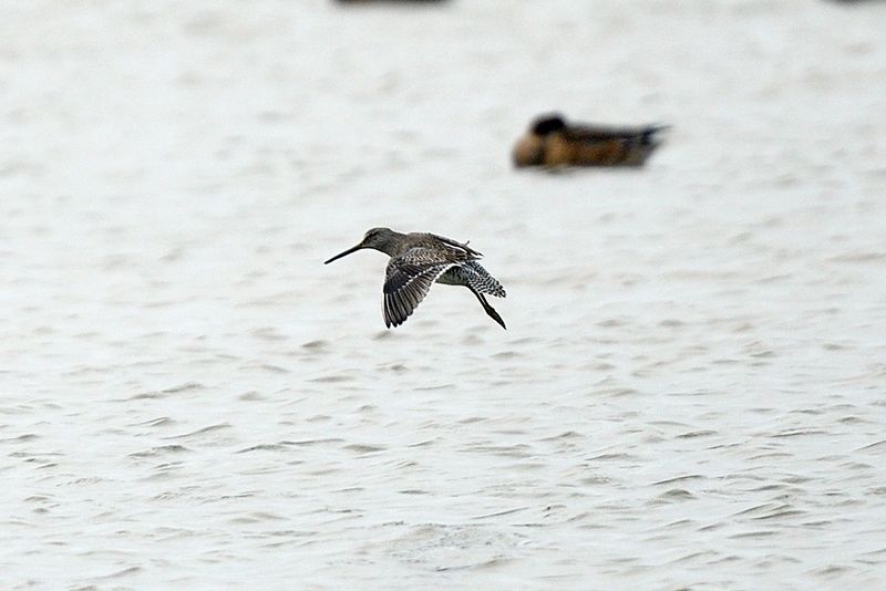 Dowitcher - Long Billed