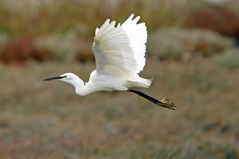 Egret - Little