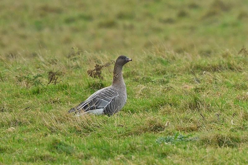 Goose - Pink Footed
