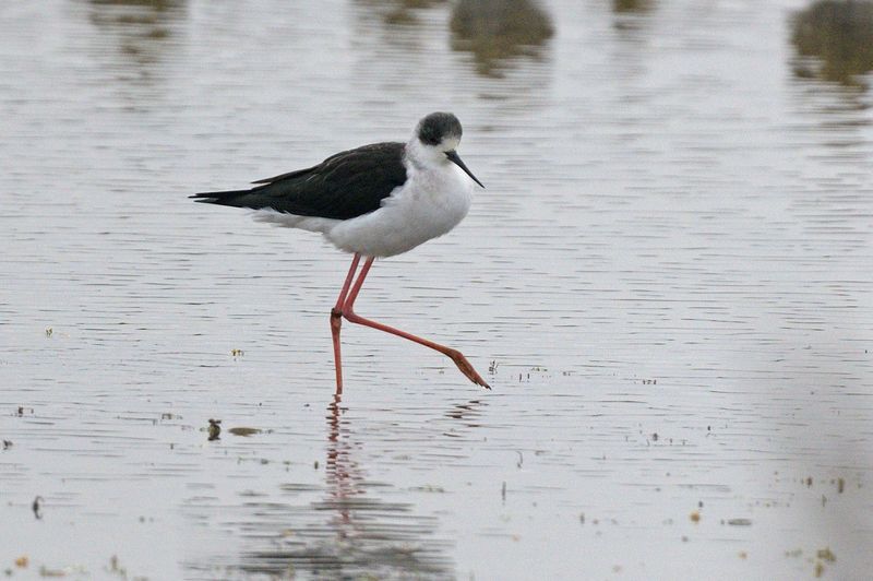 Stilt - Black Winged