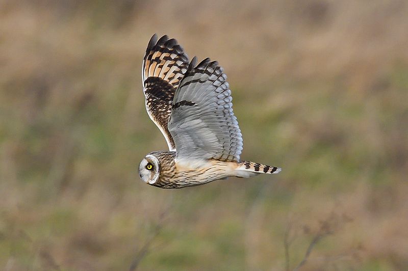 Owl - Short Eared