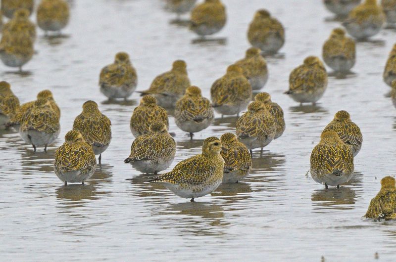 Plover - Golden