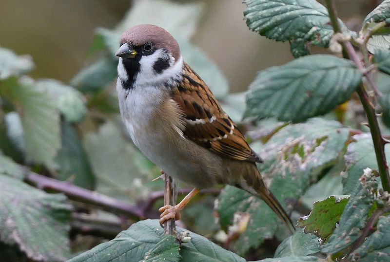 Sparrow - Tree