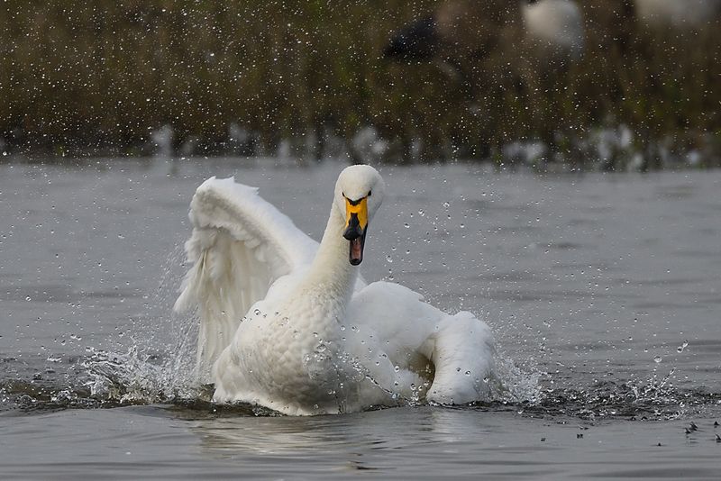 Swan - Whooper