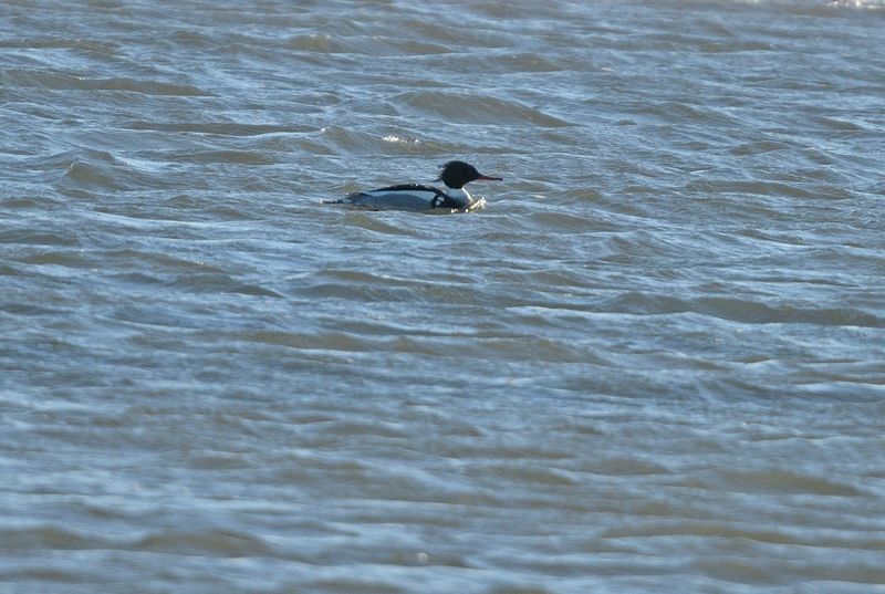 Merganser