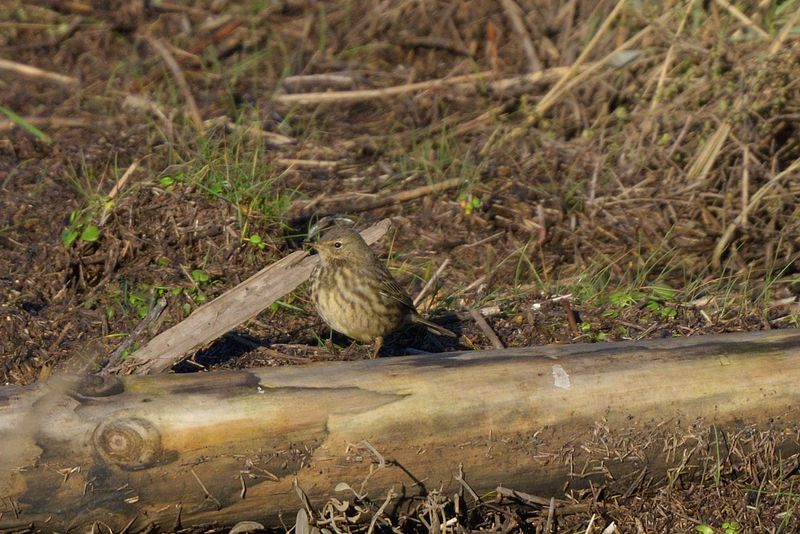 Pipit - Rock