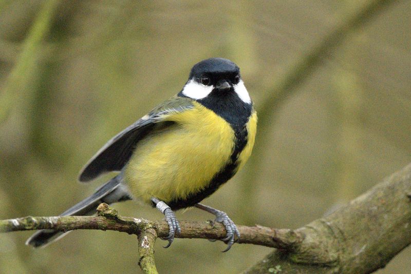 Tit - Great