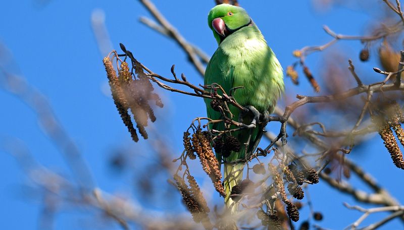 Parakeet - Ring-Necked