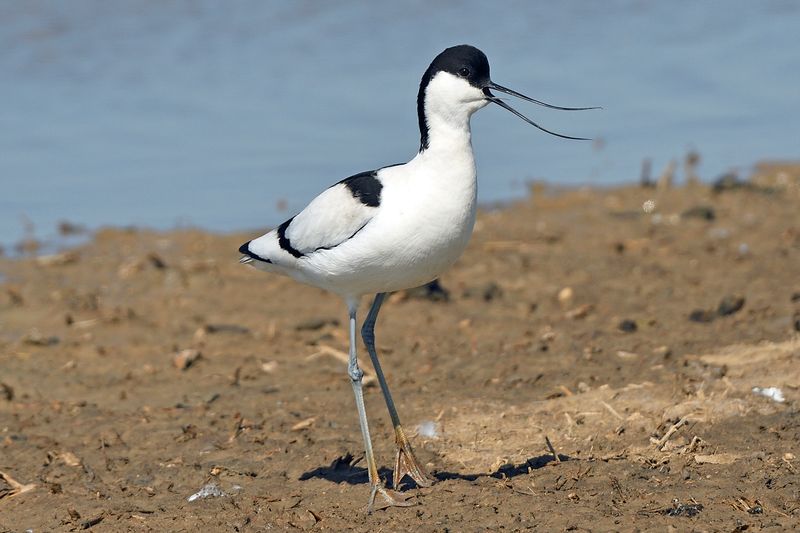 Avocet