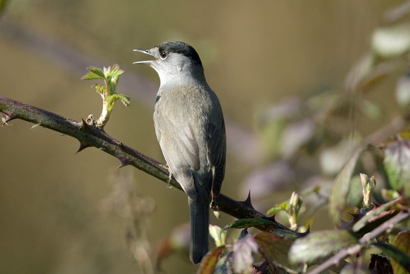 Blackcap