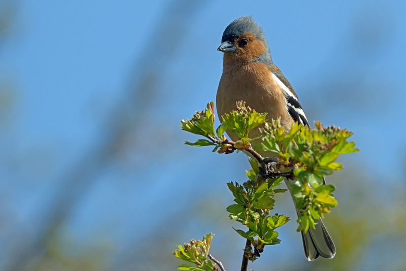 Finch - Chaffinch
