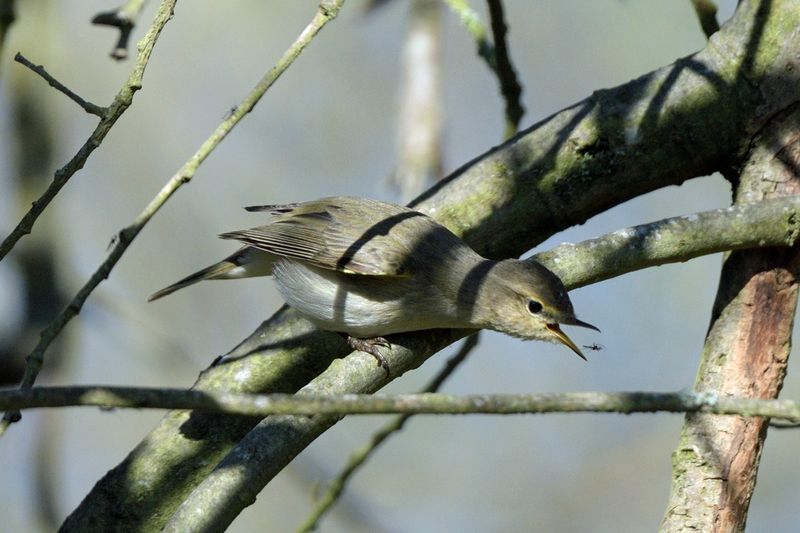 ChiffChaff