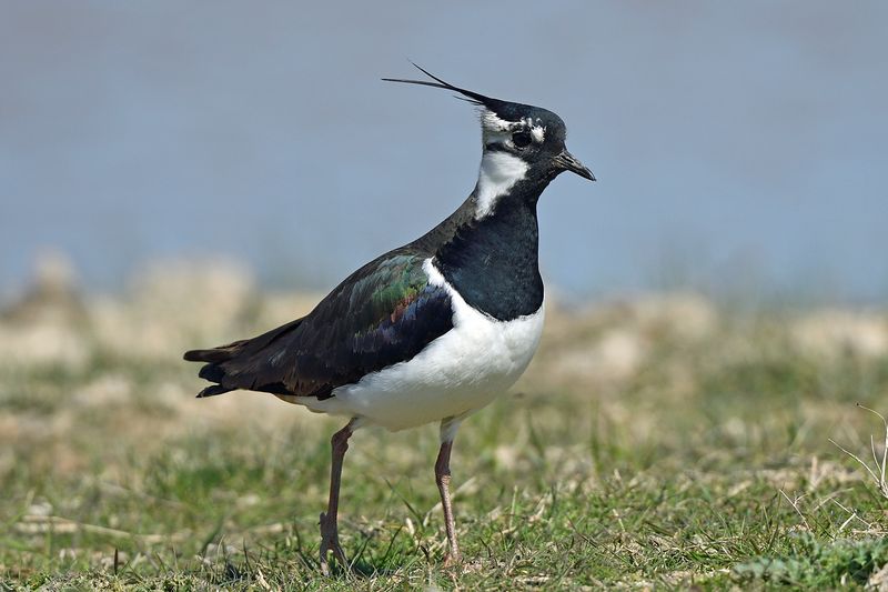 Lapwing