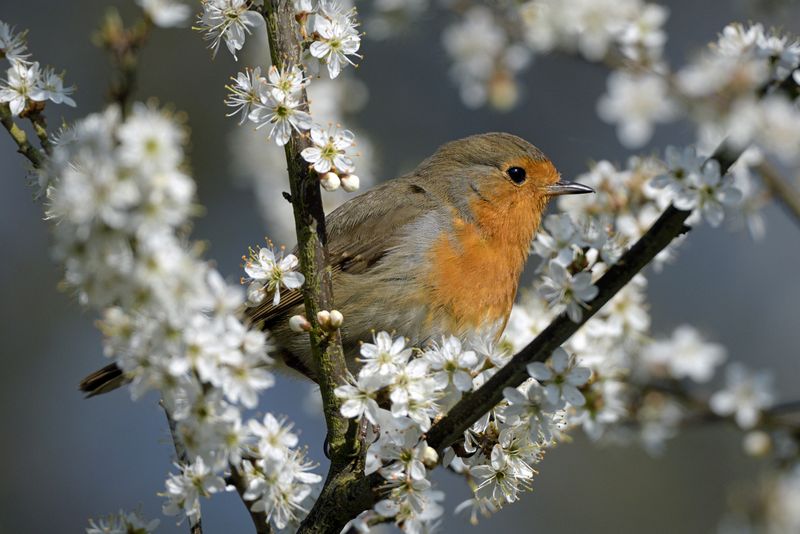 Robin