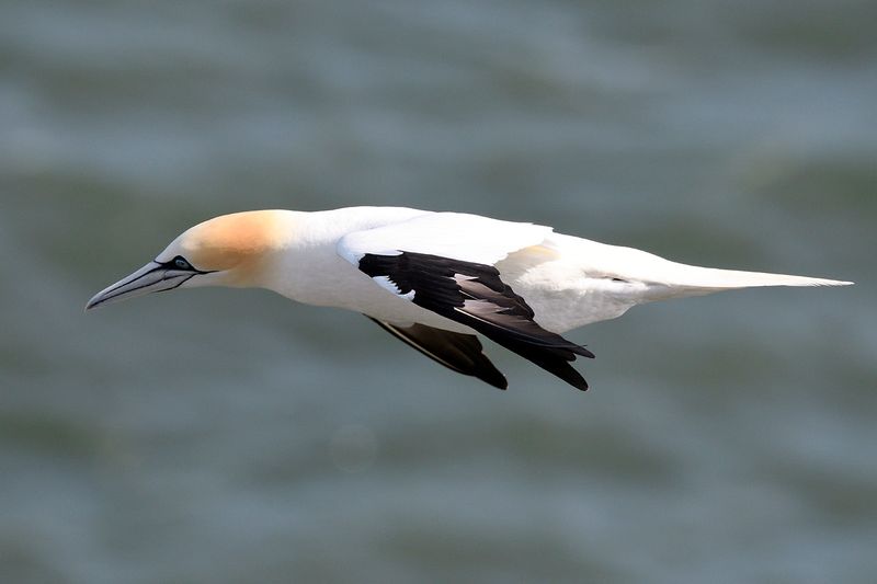 Gannet