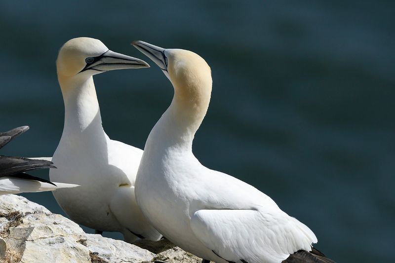 Gannet