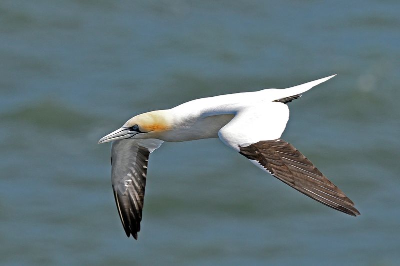 Gannet