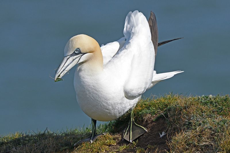 Gannet