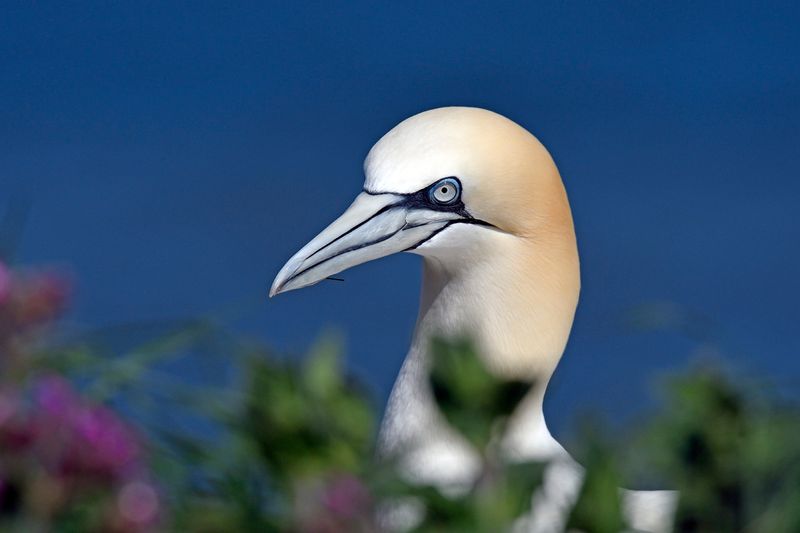 Gannet