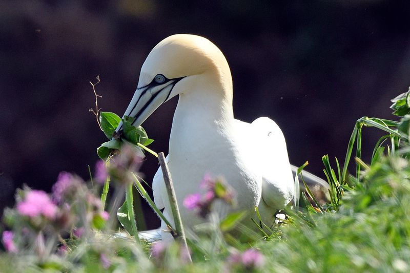 Gannet