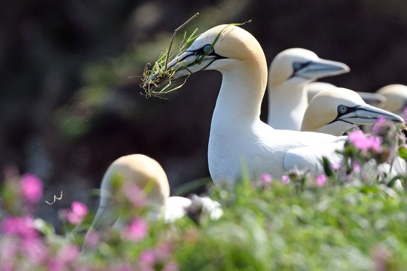 Gannet