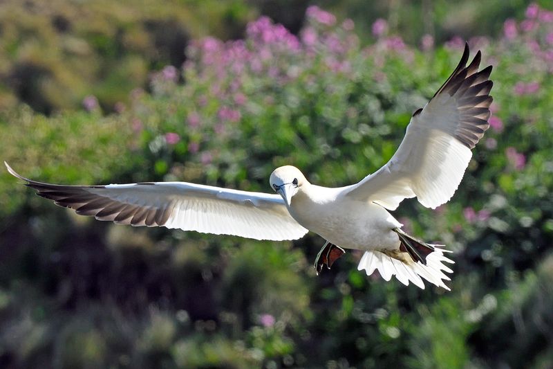 Gannet