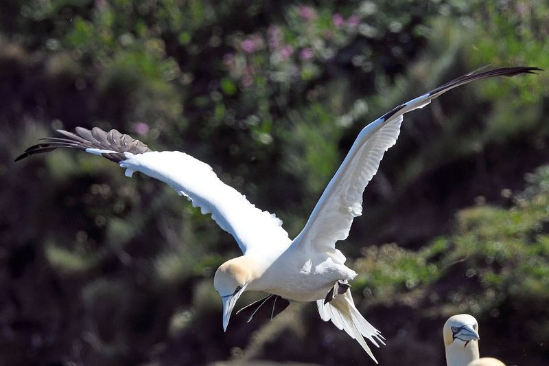 Gannet