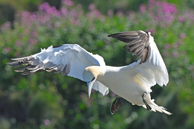 Gannet