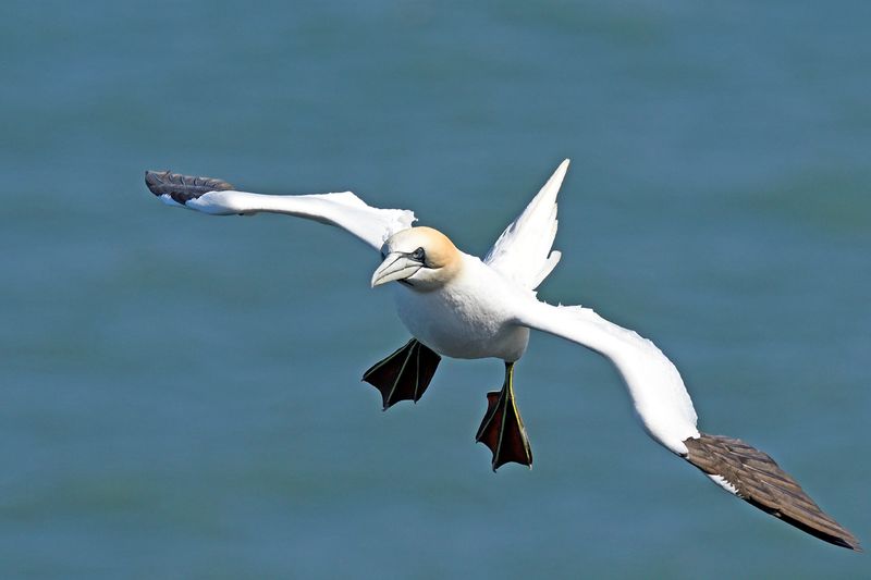 Gannet