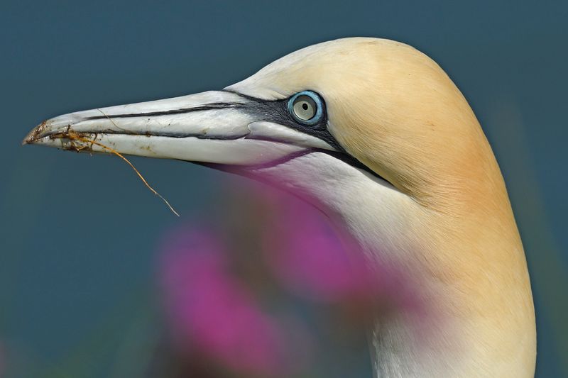 Gannet