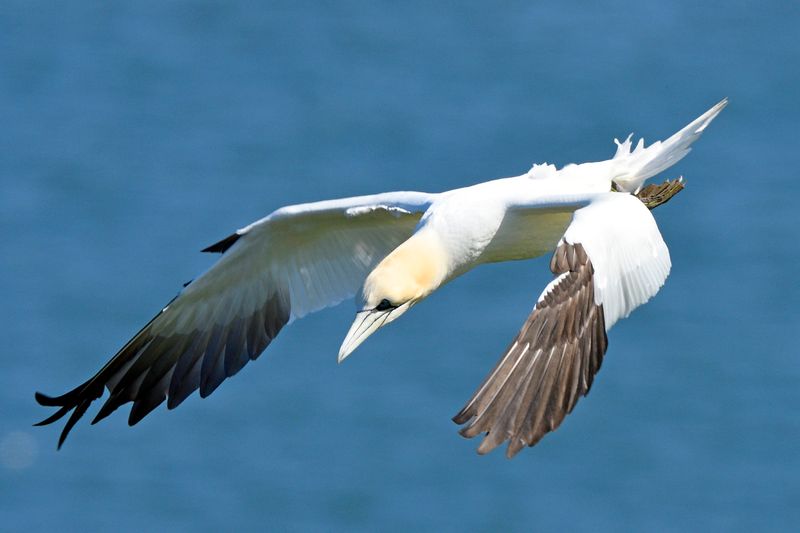 Gannet