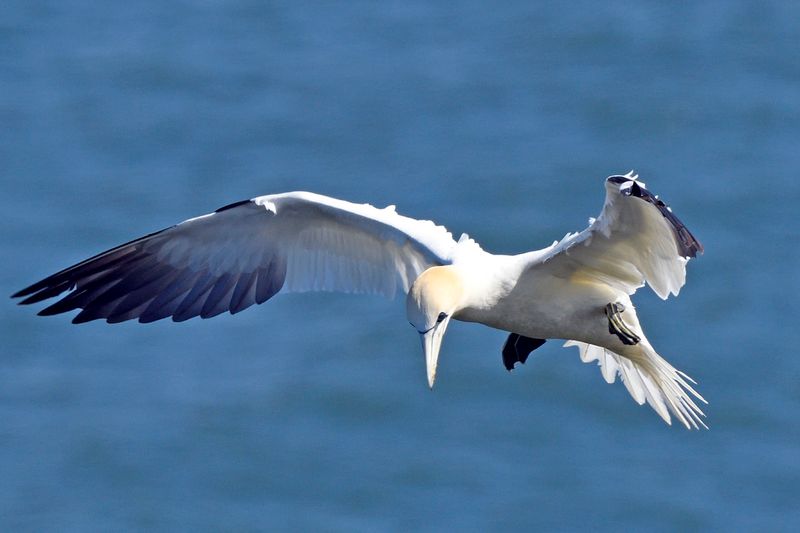 Gannet