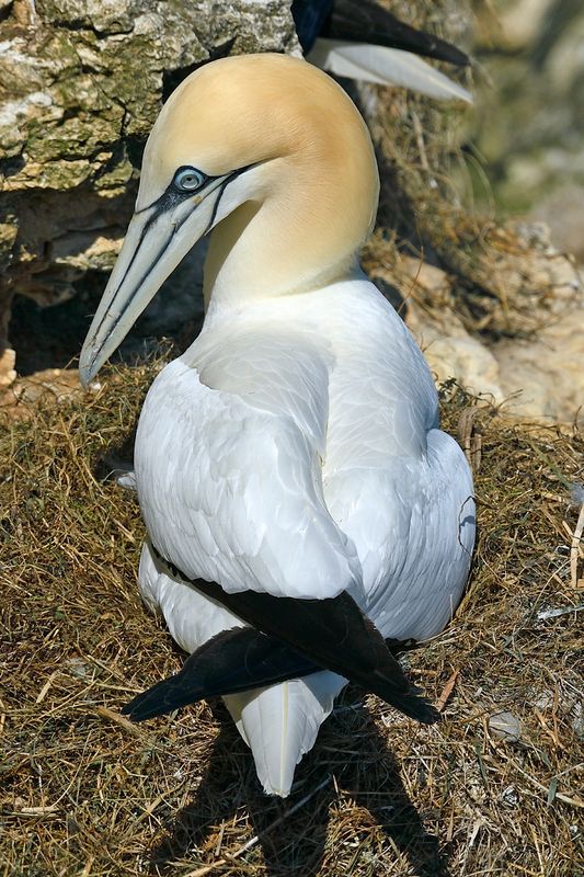 Gannet