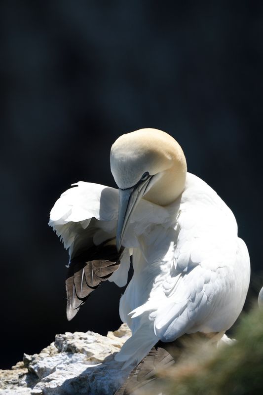 Gannet