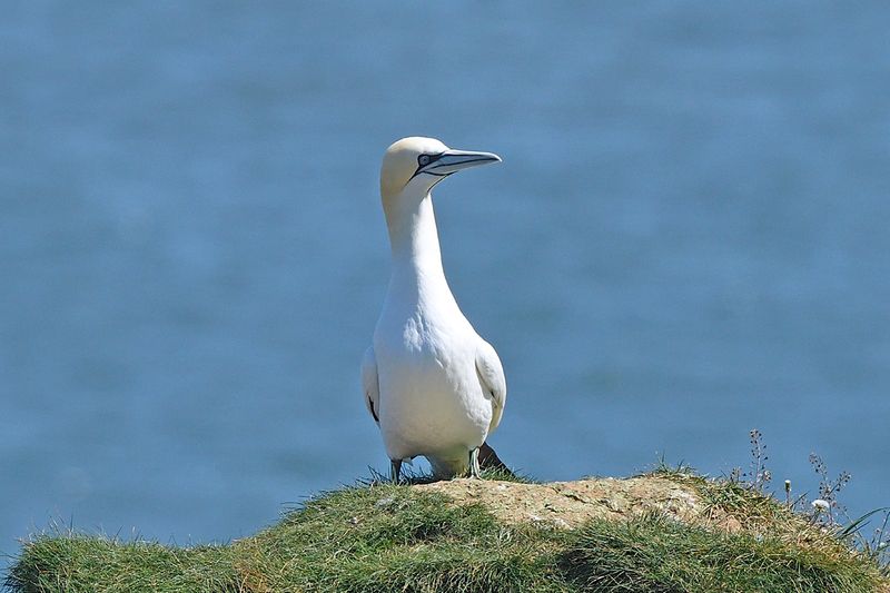 Gannet