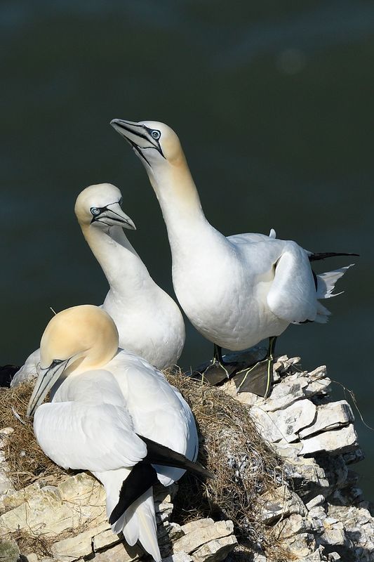 Gannet