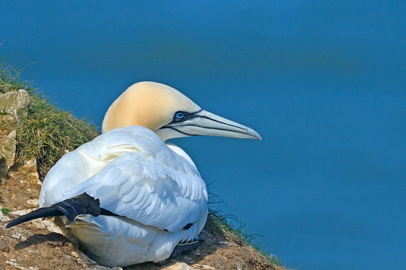 Gannet
