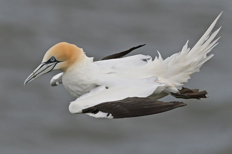 Gannet