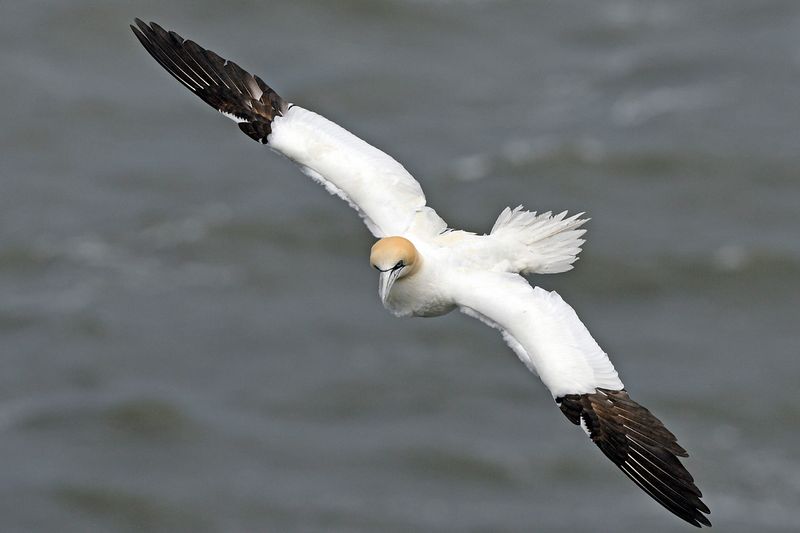 Gannet