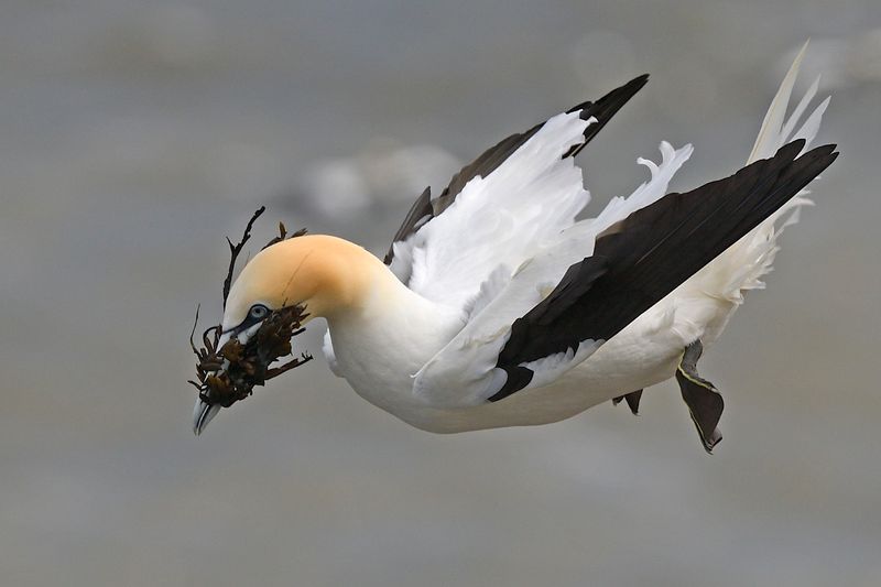 Gannet