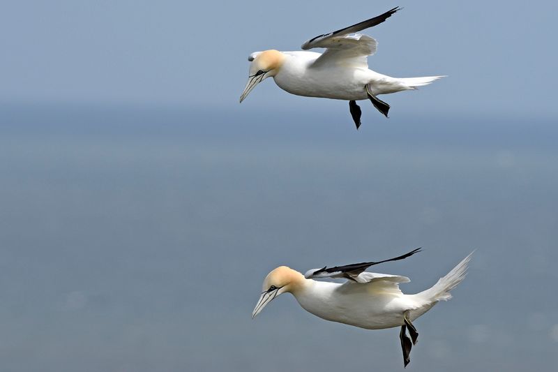 Gannet