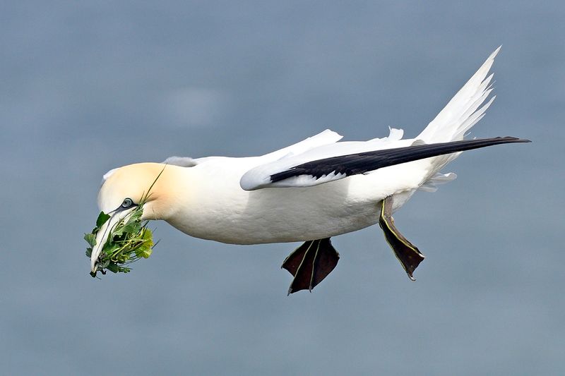 Gannet