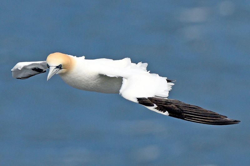 Gannet