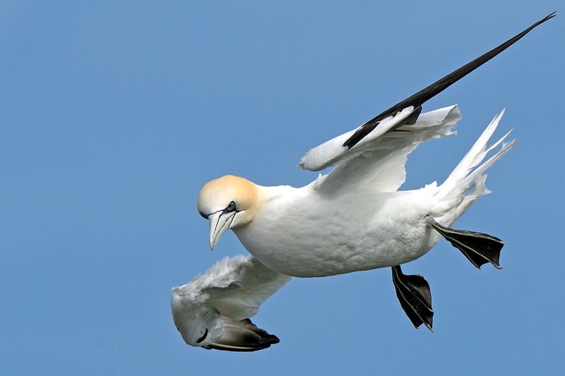 Gannet