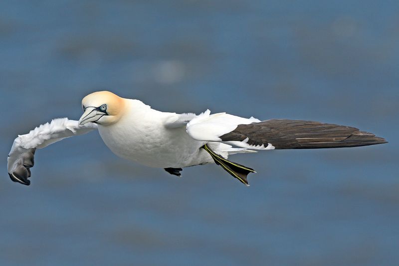 Gannet