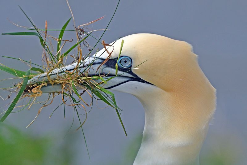 Gannet
