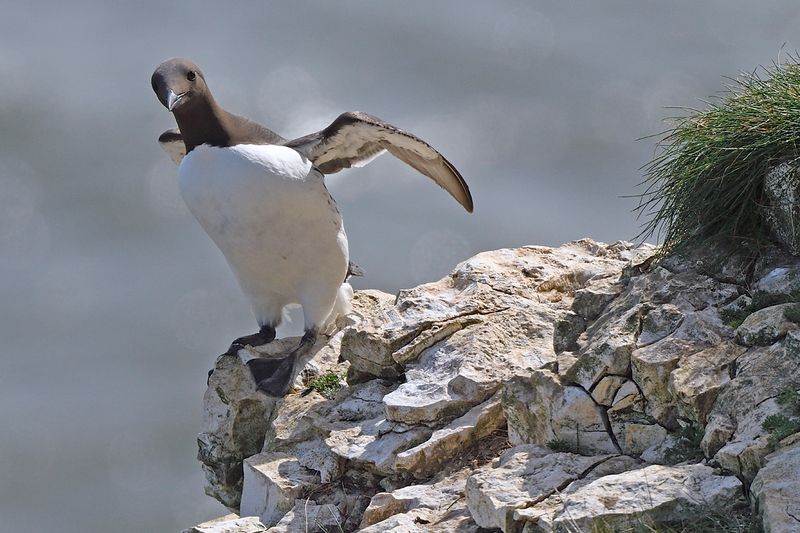 Guillemot