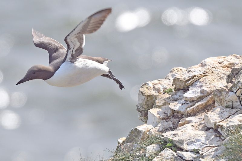 Guillemot